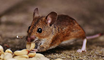 24 Hour & Emergency Exterminators in Minnewaukan, ND